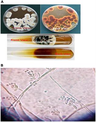 Myco-Facilitated Biosynthesis of Nano-Silver From Wasp Nest Fungus, Paecilomyces variotii, and Its Antimicrobial Activity Against MTCC Strains